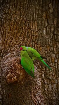 Two Green Parrots Perched on a Tree