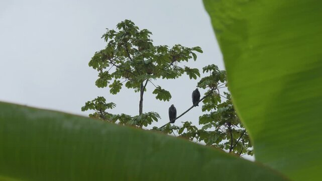 Three keyframes reveal birds on a tree with lush foliage. Large green leaves frame the scene in the foreground. Three dark birds perch quietly on branches. The sky is soft and overcast