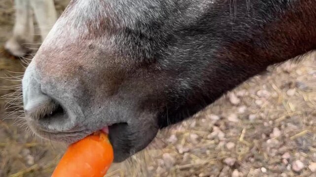 Hand-feeding a bay foal with a carrot. The mouth of a horse taking a carrot from a person's hands, close up. HD footage