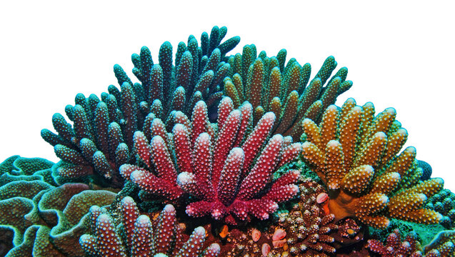 Vibrant branching coral reef cluster with red blue and orange polyps, isolated on transparent background
