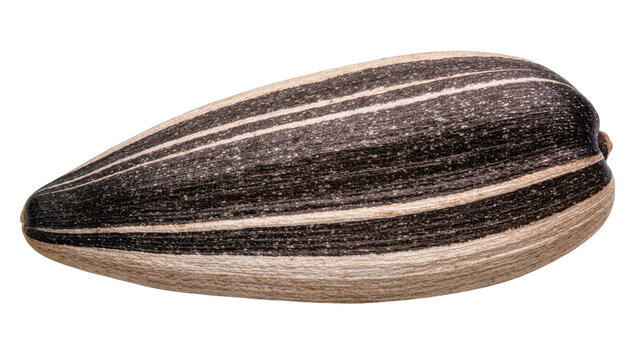 Single striped sunflower seed detailed texture, isolated on transparent background