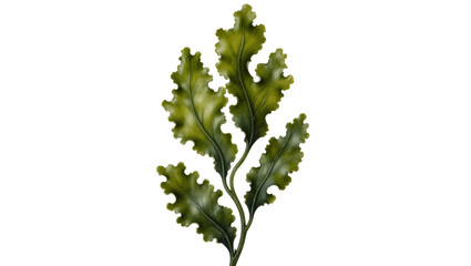 Green wavy seaweed fronds detailed texture, isolated on transparent background © bigpng