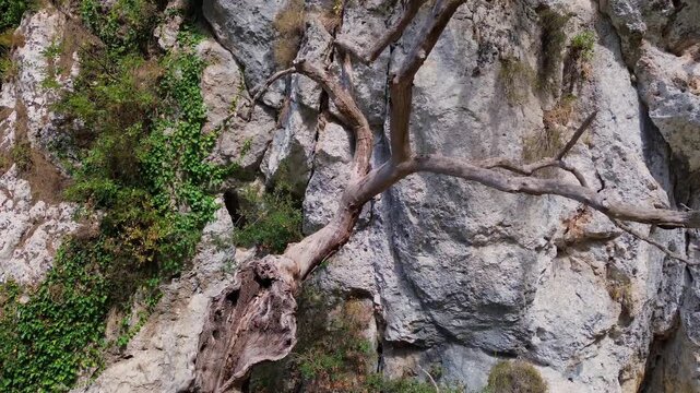 Camera moves upward along gnarled tree against rock at Acheron Gorge in Greece