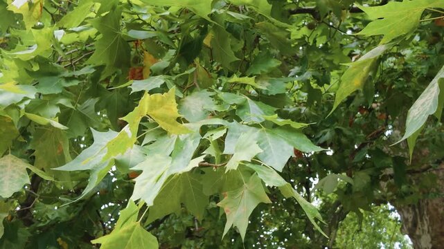 Green lobed leaves of a London plane tree overlap on branches, with patches of yellow among the foliage