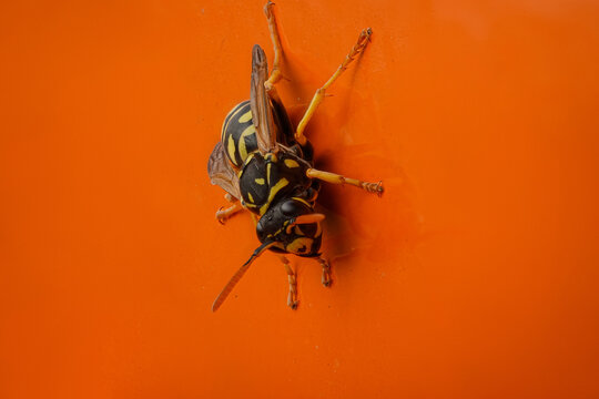 Close-Up Macro Of A Yellow Wasp On Bright Orange Surface With Sharp Detail And Contrast