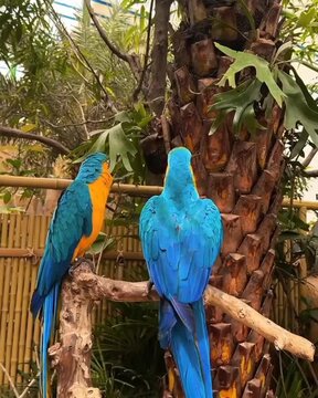 blue and yellow macaw