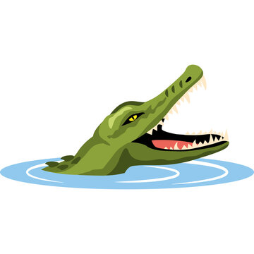 crocodile in the water