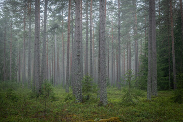 Fototapeta premium Magical fairytale forest in autumn. Forest therapy and forest relief.