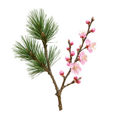 Vibrant green pine branch with needles and a delicate pink cherry blossom branch with buds on a clean white background © no one