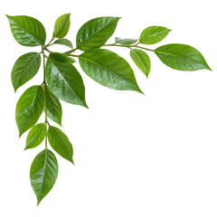 Fototapeta premium Fresh green leaves on a branch form a natural corner border, brightly lit against a clean white background