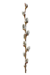 Single brown pussy willow branch with soft white furry buds isolated on a clean white background © no one