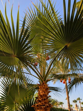 Golden Hour Light on Desert Palms Hurghada