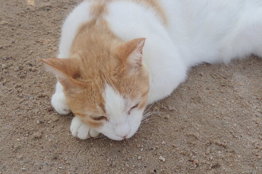 Peaceful Ginger White Cat Napping on Sand