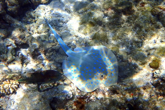 Bluespotted Ribbontail Ray Gliding Reef