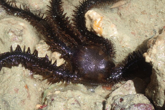 Spiny Brittle Star Rests on Reef Floor