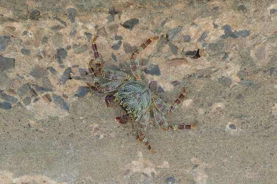 Overhead Rock Crab Blends into Concrete