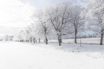 Obraz premium Misty morning landscape iwith snow and frost