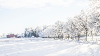 Fototapeta premium Misty morning landscape iwith snow and frost