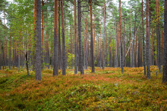 Magical fairytale forest in autumn. Forest therapy and forest relief.