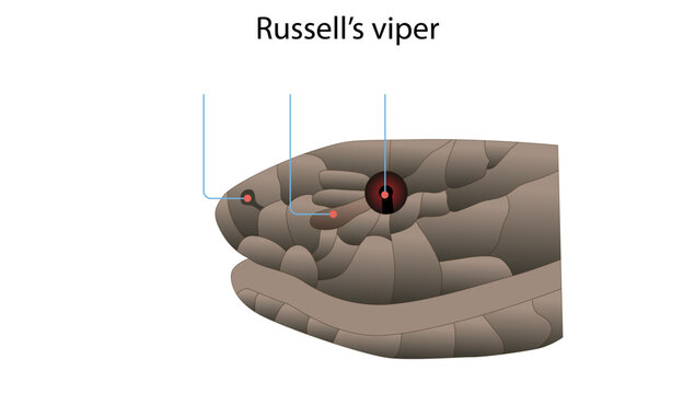 Russell&rsquo;s viper, Medical illustration of Russell&rsquo;s viper, a medically important venomous snake responsible for significant snakebite envenomation. toxicology, forensic medicine, 