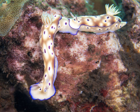 Tryon's nudibranchs, Hypselodoris tryoni, a species of brightly colored sea slug displaying characteristic trailing behavior or queuing, in Tufi fjords, Papua New Guinea