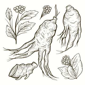 Ginseng Root Botanical Vector Illustration Sketch