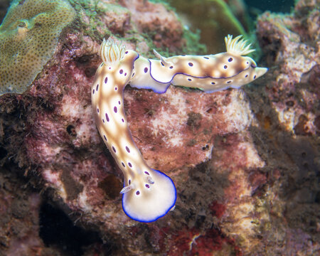 Tryon's nudibranchs, Hypselodoris tryoni, a species of brightly colored sea slug displaying characteristic trailing behavior or queuing, in Tufi fjords, Papua New Guinea