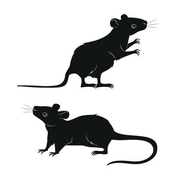 Rat Silhouette Vector Illustration Standing and Walking