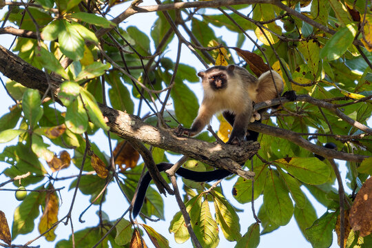 Black-tailed Marmoset - Mico melanurus, beautiful small New World monkey from forests and woodlands of central South America, Pantanal, Brazil.