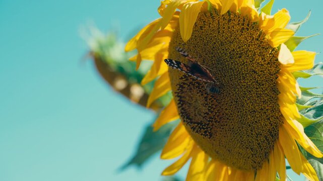 Close-up video footage of a beautiful butterfly resting and feeding on the center of a bright yellow sunflower on a sunny summer day, with soft natural background blur.