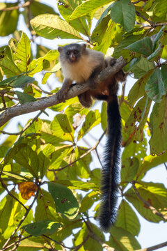 Black-tailed Marmoset - Mico melanurus, beautiful small New World monkey from forests and woodlands of central South America, Pantanal, Brazil.