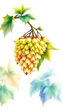Watercolor-style illustration of hops in bloom against a crisp white background, brewing, ||flowers
