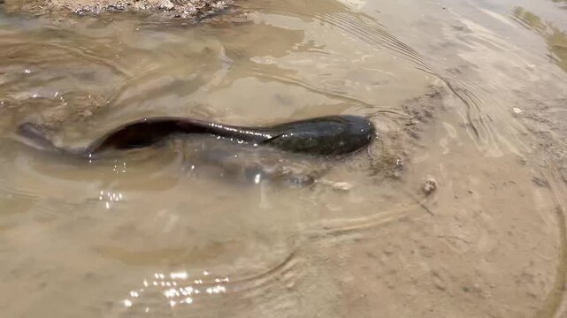 A catfish is swimming in the river.