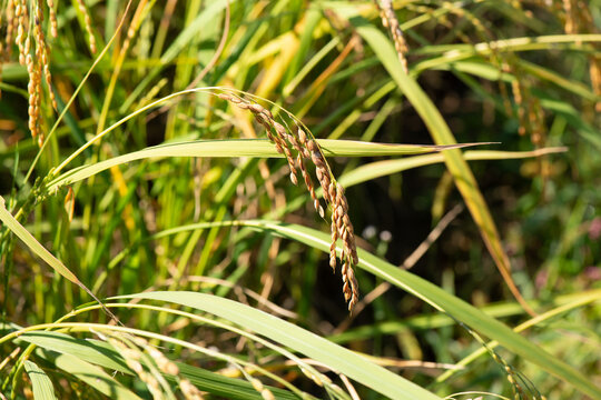 Single dark rice panicle bending among green leaves