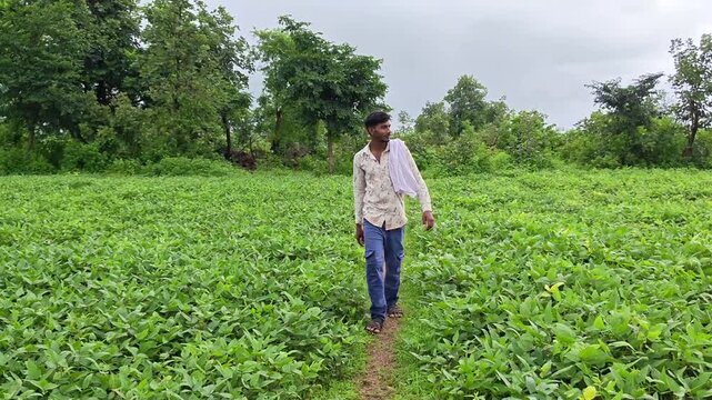 Young indian farmer walking along pathway in green agriculture field. Rural lifestyle and farming routine concept