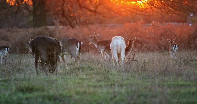 Deer herd grazing in an open meadow as the sun sets, casting a warm golden light over the autumn landscape and highlighting the wild animals in their natural habitat