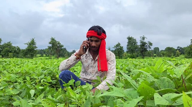 Indian farmer sitting in crop field inspecting plants while talking on phone. Agriculture advice and advisory concept