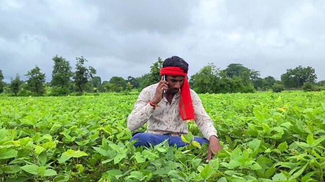 Indian farmer sitting in crop field inspecting plants while talking on phone. Agriculture advice and advisory concept