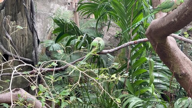 alexandrine parakeet psittacula eupatria preening feathers on branch while another parrot rests above in hong kong zoological and botanical gardens, concept of animal behavior, wildlife, conservation
