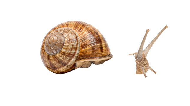Snail with glossy spiral shell, soft extended body, two long eye stalks, delicate tentacles, and realistic natural mollusk texture. Photorealistic, side 3/4 view, horizontal orientation,