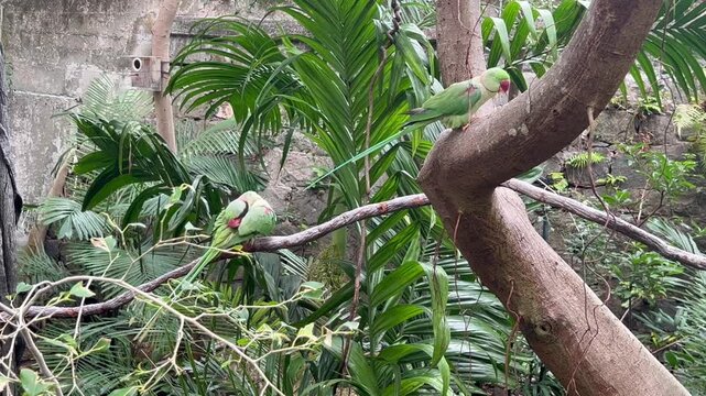 two alexandrine parakeets psittacula eupatria grooming plumage on separate tree branches amid tropical vegetation in hong kong zoological and botanical gardens, concept of bird behavior, aviculture, c