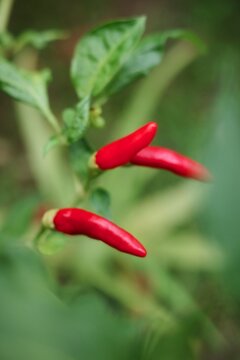 Bright red chili pepers