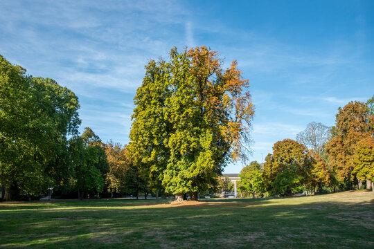 historic Pyramideneiche - Pyramidal Oak - Columnar English Oak, one of the most famous and monumental heritage trees located in the central lawn of the Kurpark Wiesbaden