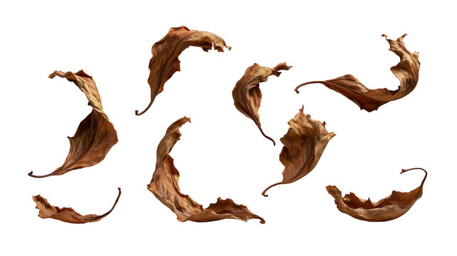 Dried curled brown autumn leaves in various shapes and positions