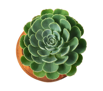 Top view of a green Echeveria succulent with fleshy leaves arranged in a symmetrical rosette, growing in a terracotta pot, isolated on a transparent background.
