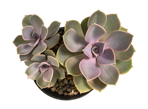 Top view of Echeveria 'Perle von N&uuml;rnberg' succulents with pastel lavender, pink and green rosettes, growing in a pot with gravel, isolated on transparent background.