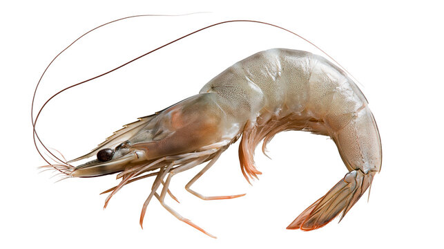 Raw fresh whole king prawn with long antennae and translucent shell
