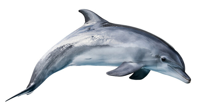 Bottlenose dolphin swimming with smooth grey skin and dorsal fin