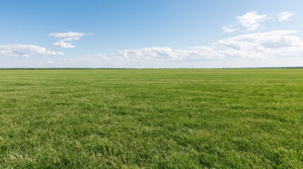 Obraz premium Wide open grass field stretching to the horizon under a blue sky with scattered clouds