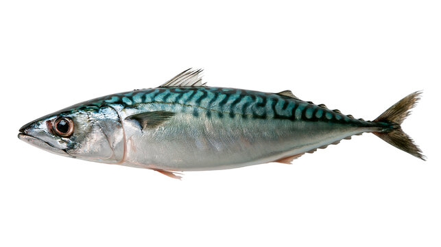 Fresh Atlantic mackerel fish with iridescent blue and silver striped scales